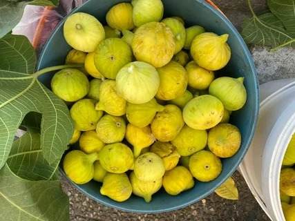 تصویر 3 از انجیر گلابی زرد با طعم شیرین و رنگ طبیعی